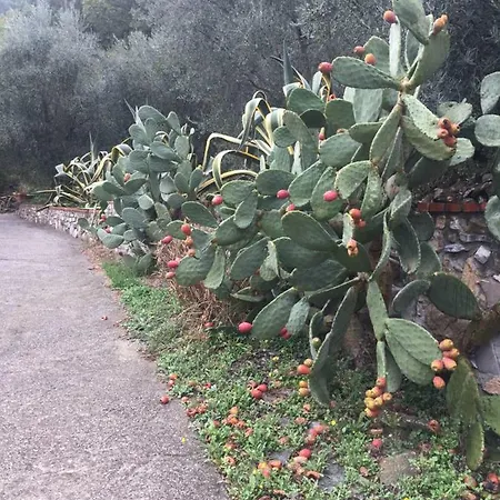 Casa Uliveto Diano San Pietro