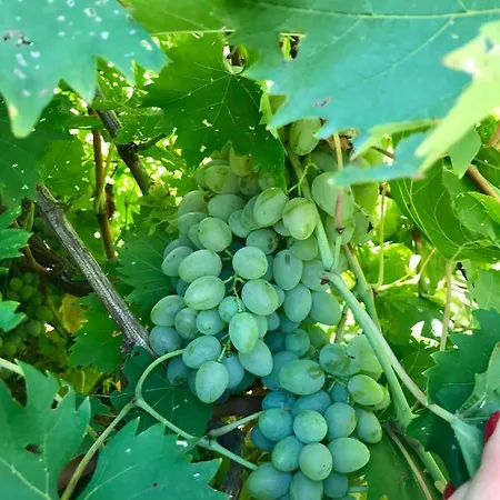 Vakantiehuis Casa Uliveto Diano San Pietro