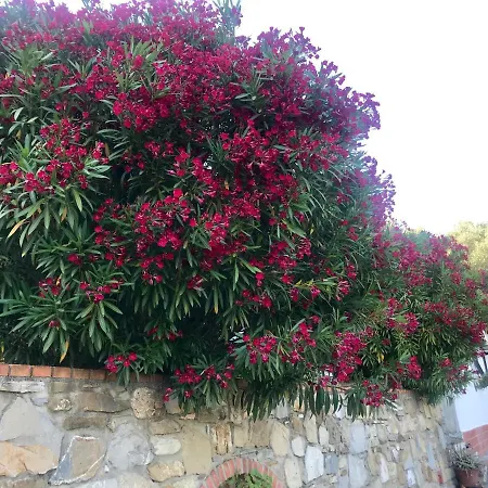 Casa Uliveto 度假居 *