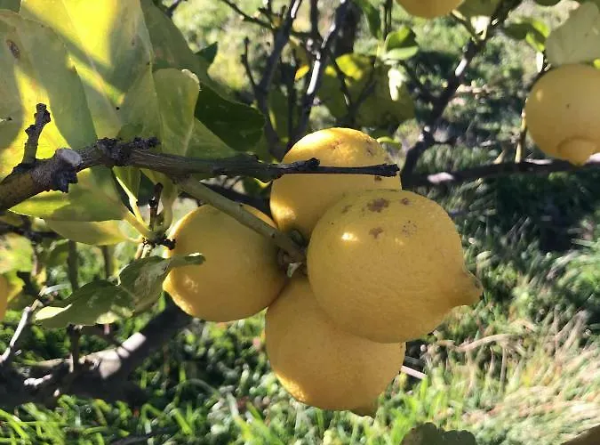 Casa Uliveto Semesterbostad Diano San Pietro