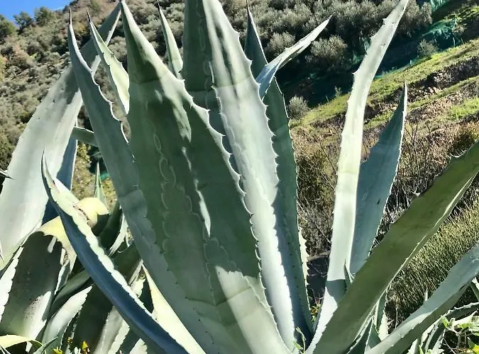 Semesterbostad Casa Uliveto