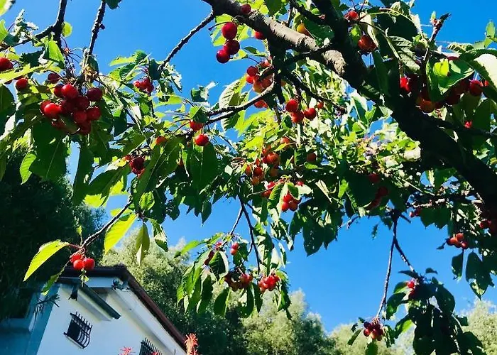 Casa Uliveto Сasa de vacaciones *