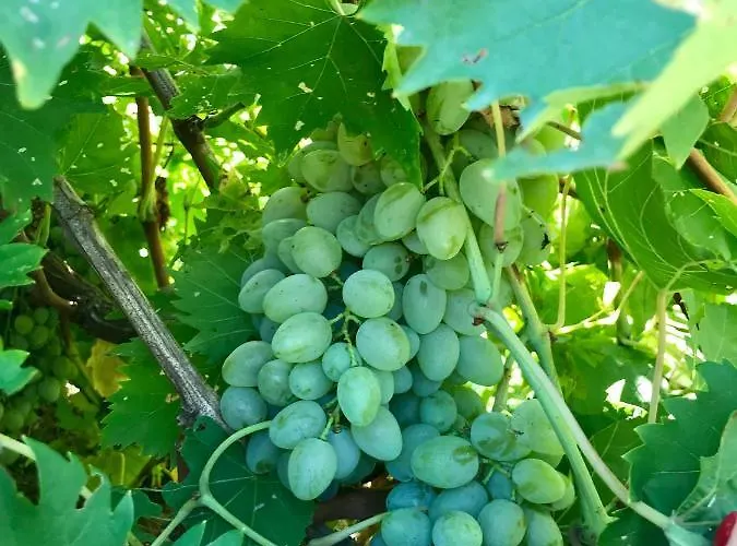 Сasa de vacaciones Casa Uliveto Diano San Pietro