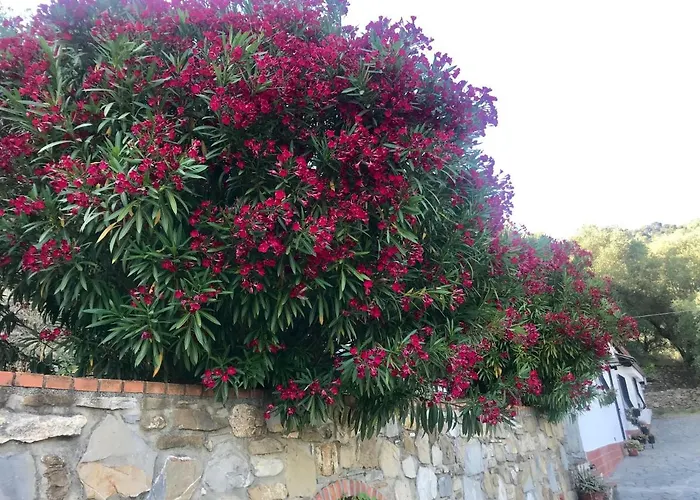 Casa Uliveto Сasa de vacaciones *